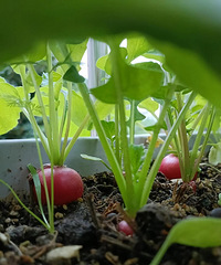 2Ԫ1��Ĵ�����ֲ��治��