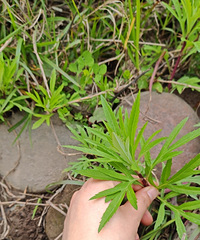 �����޶����������ţ���Ұ����������������������