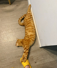 ȫè�綼������������ư�