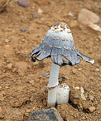 ����ʲô������·�߿�����