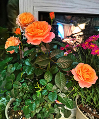 ��һ���֭��̨�ͷ���