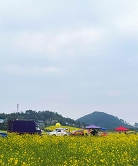 打探白市驿百亩油菜花田,看值不值