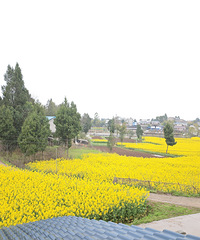 农村老房翻新,五一回家观燕子筑巢、钓鱼、逛菜园