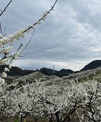 印盒花如雪,重庆李花的天花板