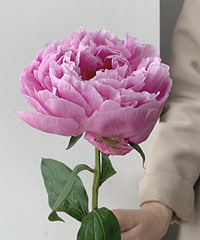 ��ҩԤ�ۣ�70��Ʒ����ѡ