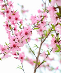 �Ҹ�����78-87����ʿ��ɳ��������