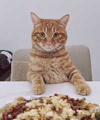 1����è�ܵ��������Ѿ���