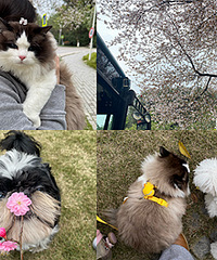 ��ů��������Сè����̤��ɹ̫����