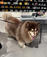 ��ʱ�����ż�����ǹ��̲�