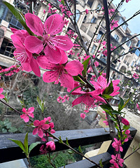 ȥ�����µ�ӥ���ҿ�����