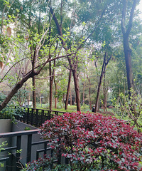 ���ƴ�Ҳ���ŵ㣬������ԭʼɭ�֣�����������