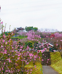 竹溪河桃花源好美,快去打卡