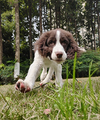 һ�꼶Сѧ��ǰ������~