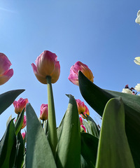 ���쵱ȻҪ��������̫����ɭ�ֹ�԰�����㿪�úܺã�����¶Ӫ�տ�