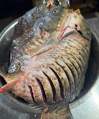 ����ɽ����ֽ��������ٳԿ���