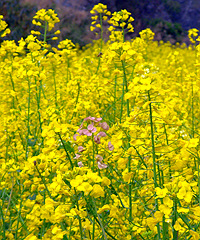 ���ȥ�����Ͳ˻���������