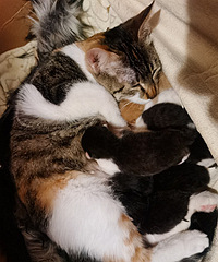 3ֻ��ţСè���������