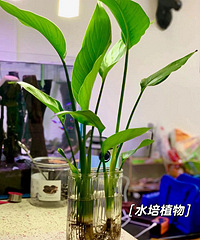 20+�����������Ծ޺���