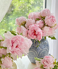 ѩӳ�һ�ĵ�������ˣ�����