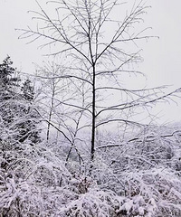 巫山从赏花到赏雪只用了一天,今天天气太魔幻了