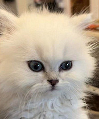 ���ľ�����èȴ���ϳ����