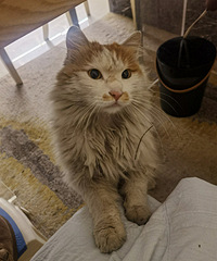 ��ȥ����������Լ�������