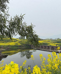 去抓住油菜花的尾巴