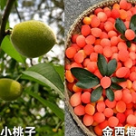 央视曝光假水果骗局