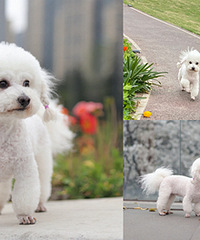 ҽ��˵Ҫ���ʣ��������춼��ǿ���ϳ���