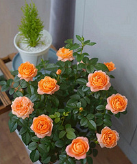 19����Ĺ�֭��̨������