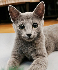 �սӻؼҵĶ���С����