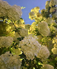 �˼������춥����ľ����