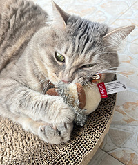 ����������ߣ�è�����