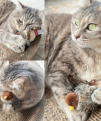 斥巨资买的玩具,猫玩到爪子都在用力