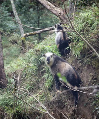 五一走进自然保护区,夜观野生动物
