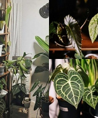 û������̨�������������ڵ���ֲС���