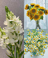 �ʻ����С�3�ֻ��Ľ�29