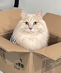 �����ݵ�ֽ�䱻è������