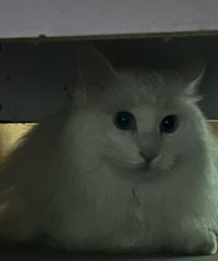 ��������һֻСè����ô�����ҵ����Ĳ�ʺ��