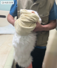 ��������һֻСè����ô�����ҵ����Ĳ�ʺ��