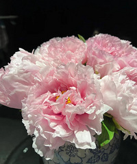 ѩӳ�һ� ĵ����������ʮ��