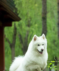 ִ��֮�֣��������ϡ�