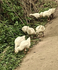 ��������������ϰ������