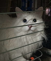 ��è���ɣ�����ô�ҵ�����