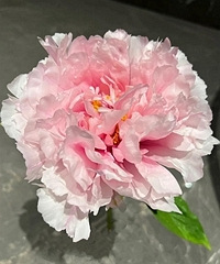 ����ĺ����鶼��ĵ������