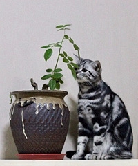 ���ϡ���è������ʲô����