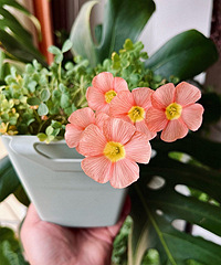 ���죡�͸ñ������ݲݰ�Χ