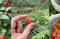 重庆主城山里的树莓熟啦|仙女指路,速度速度