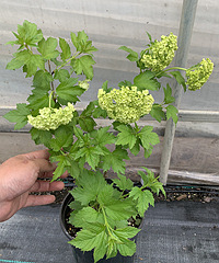 29�����׮ŷ��ľ������