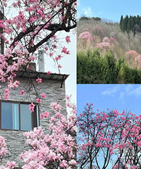 ���������������Ļ�